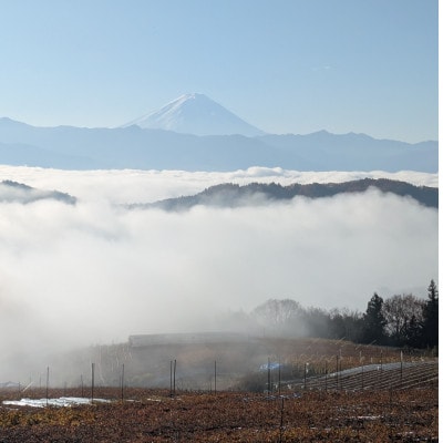【2026年先行受付】2026年10月上旬発送「牧丘天空の丘ヌーベルローズ」 約1kg(2～3房)