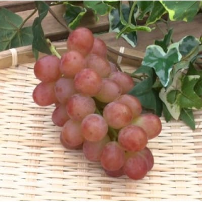 【2026年先行受付】2026年10月上旬発送「牧丘天空の丘ヌーベルローズ」 約1kg(2～3房)