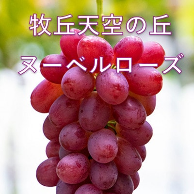 �y2026�N��s��t�z2026�N10�����{�����u�q�u�V��̋u�k�[�x�����[�Y�v ��1kg(2�`3�[)