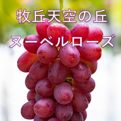 �y2026�N��s��t�z2026�N10�����{�����u�q�u�V��̋u�k�[�x�����[�Y�v ��1kg(2�`3�[)