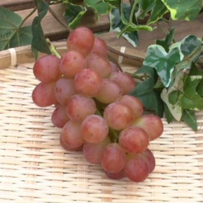 【2026年先行受付】2026年10月下旬発送「牧丘天空の丘ヌーベルローズ」 約1kg(2～3房)