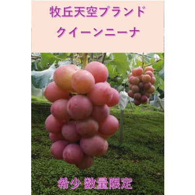 �y2026�N��s��t�z10�����{�����u�q�u�V��̋u�N�C�[���j�[�i�v��1kg(2�`3�[)