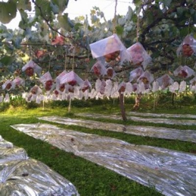 【2026年先行受付】10月中旬発送「牧丘天空の丘クイーンニーナ」約1kg(2～3房)