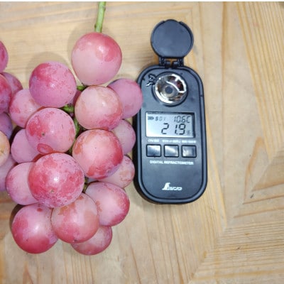 【2026年先行受付】10月中旬発送「牧丘天空クイーンニーナ」約1kg(2～3房)