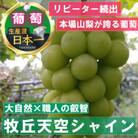 11月上旬より発送「幻の牧丘天空シャインマスカット」約1kg(2～3房)
