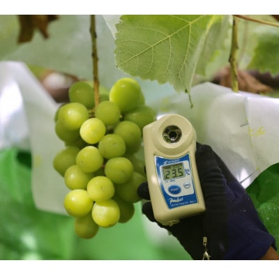 【2026年先行受付】11月上旬より発送「牧丘天空シャインマスカット」約1kg(2～3房)