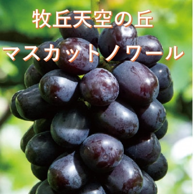 �y2026�N��s��t�z10����{�����u�q�u�V��̋u�}�X�J�b�g�m���[���v��1kg(2�`3�[)