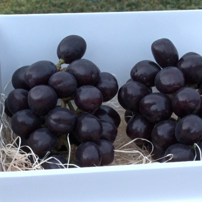 【2026年先行受付】10月上旬発送「牧丘天空マスカットノワール」約1kg(2～3房)