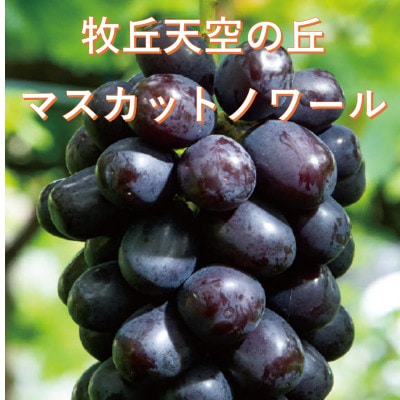 【2026年先行受付】10月下旬より発送「牧丘天空の丘マスカットノワール」約1kg(2～3房)