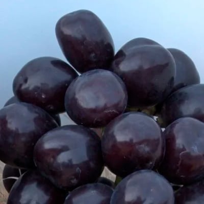 【2026年発送】10月下旬より発送「牧丘天空の丘マスカットノワール」約1kg(2～3房)