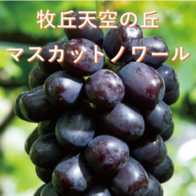 �y2026�N��s��t�z10�����{�����u�q�u�V��̋u�}�X�J�b�g�m���[���v��1kg(2�`3�[)