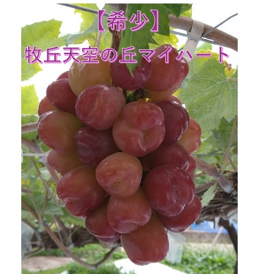 【2026年先行受付】10月上旬より発送「牧丘天空の丘マイハート」約1kg(2～3房)