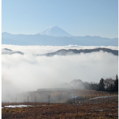 【2026年先行受付】10月上旬より発送「牧丘天空の丘マイハート」約1kg(2～3房)