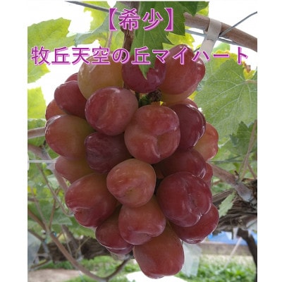【2026年先行受付】10月中旬より発送「牧丘天空の丘マイハート」約1kg(2～3房)