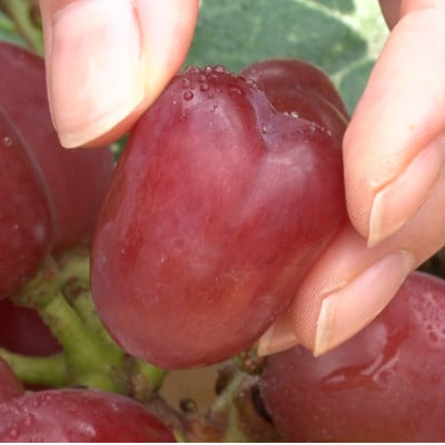 【2026年先行受付】10月中旬より発送「牧丘天空の丘マイハート」約1kg(2～3房)