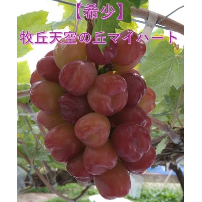 【2026年先行受付】10月下旬より発送「牧丘天空の丘マイハート」約1kg(2～3房)