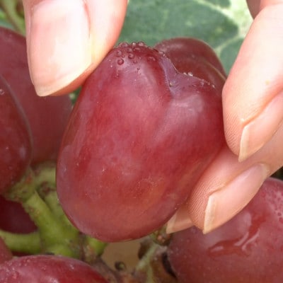 【2026年先行受付】10月下旬より発送「牧丘天空の丘マイハート」約1kg(2～3房)