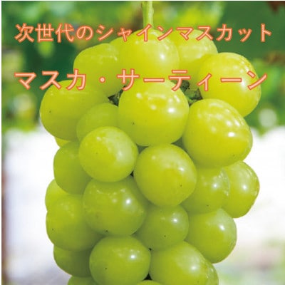 【2026年先行受付】10月下旬より発送「牧丘天空の丘マスカ・サーティーン」約1kg(2～3房)