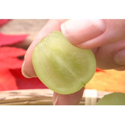 10月下旬より発送「幻の牧丘天空マスカ・サーティーン」約1kg(2～3房)
