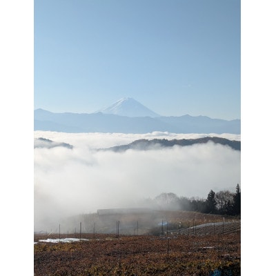 【2026年先行受付】10月下旬より発送「牧丘天空の丘マスカ・サーティーン」約1kg(2～3房)