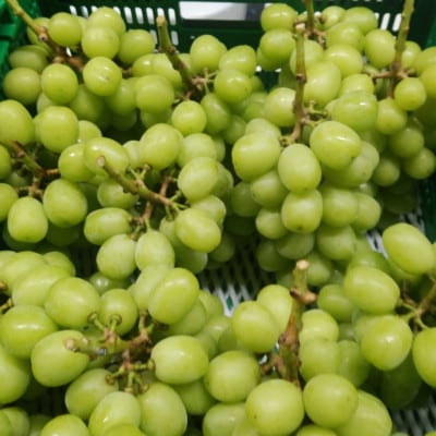 【2026年先行受付】10月下旬より発送「牧丘天空の丘マスカ・サーティーン」約1kg(2～3房)