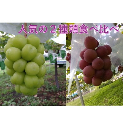 【2026年先行受付】希少 食べ比べ「牧丘天空の丘シャインマスカット+クインニーナ」約1kg