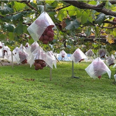 【2026年先行受付】希少 食べ比べ「牧丘天空の丘シャインマスカット+クインニーナ」約1kg