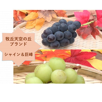 【2026年先行受付】牧丘天空の丘ブランド「シャインマスカット+キング巨峰」約1kg