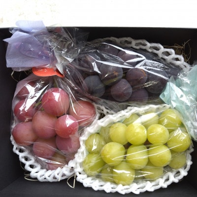 【2026年先行受付】皮ごと食べられるぶどう3色詰め合わせ 約1kg(3房)