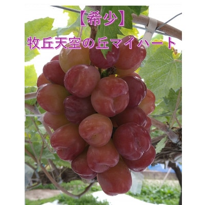 【2026年先行受付】牧丘天空ブランド　皮ごと食べられるぶどう3色詰め合わせ 約1kg(3房)