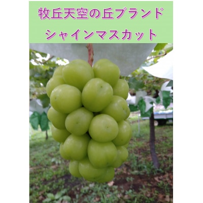 【2026年先行受付】牧丘天空ブランド　皮ごと食べられるぶどう3色詰め合わせ 約1kg(3房)