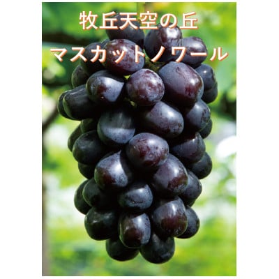 【2026年先行受付】牧丘天空ブランド　皮ごと食べられるぶどう3色詰め合わせ 約1kg(3房)