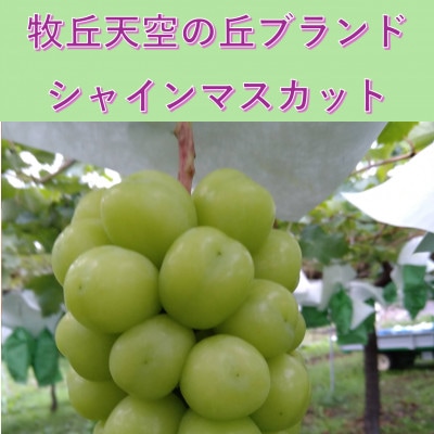 �y2026�N��s�\��z2026�N10�����{�����u�q�u�V��̋u�V���C���}�X�J�b�g�v��1kg(2�`3�[)