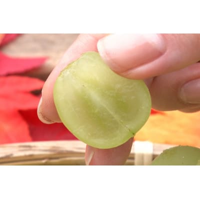 【2026年先行予約】2026年10月中旬発送「牧丘天空シャインマスカット」約1kg(2～3房)