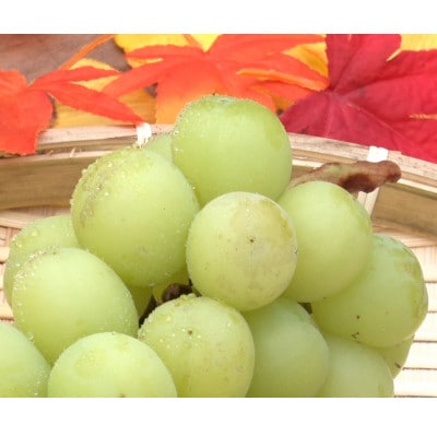 【2026年先行予約】2026年10月中旬発送「牧丘天空シャインマスカット」約1kg(2～3房)