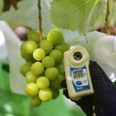 【2026年先行予約】2026年10月中旬発送「牧丘天空シャインマスカット」約1kg(2～3房)