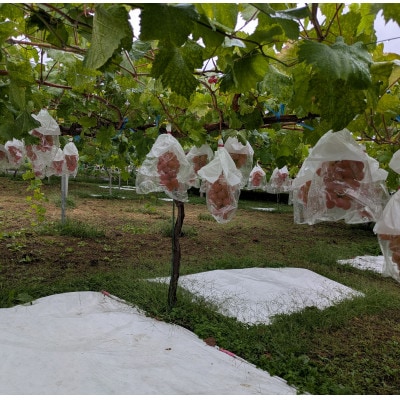 【2026年先行受付】牧丘天空ブランド山梨オリジナル品種サンシャインレッド