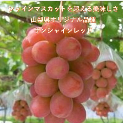 【2026年先行受付】牧丘天空ブランド山梨オリジナル品種サンシャインレッド