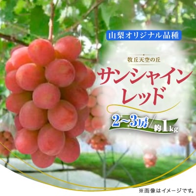 【2026年発送】牧丘天空ブランド山梨オリジナル品種サンシャインレッド