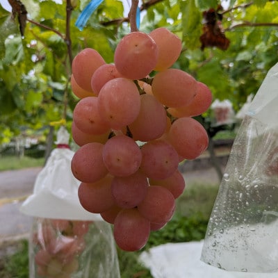 【2026年先行受付】牧丘天空ブランド山梨オリジナル品種サンシャインレッド