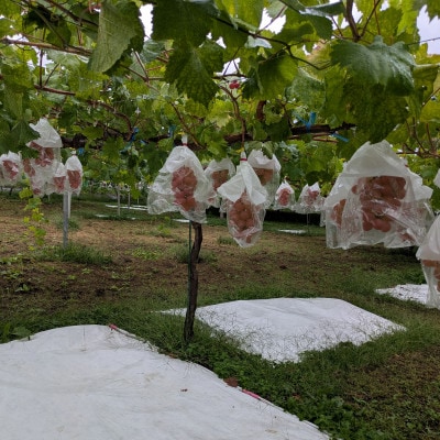 【2026年先行受付】牧丘天空ブランド山梨オリジナル品種サンシャインレッド