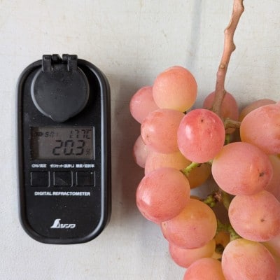 【2026年先行受付】牧丘天空ブランド山梨オリジナル品種サンシャインレッド