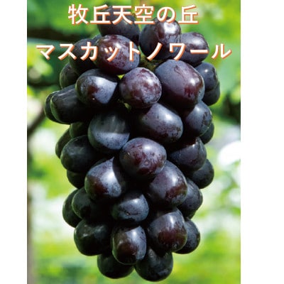 【2026年先行受付】超希少　牧丘天空の丘ブランド「シャインマスカットファミリーバラエティーセット」