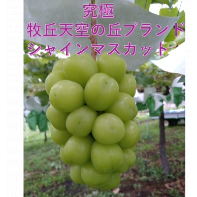 【2026年先行受付】超希少　牧丘天空の丘ブランド「シャインマスカットファミリーバラエティーセット」