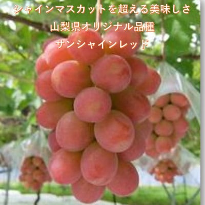 【2026年先行受付】超希少　牧丘天空の丘ブランド「シャインマスカットファミリーバラエティーセット」