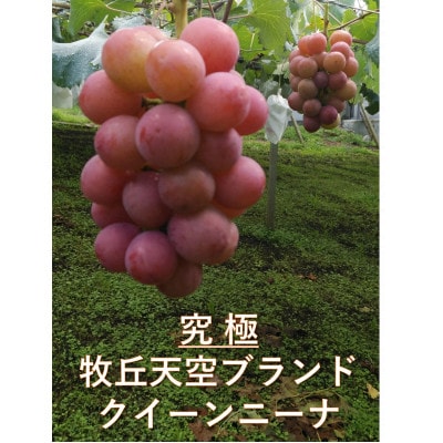 【2026年先行受付】「牧丘天空の丘ブランド　巨峰+クイーンニーナ」約1kg(2～3房)