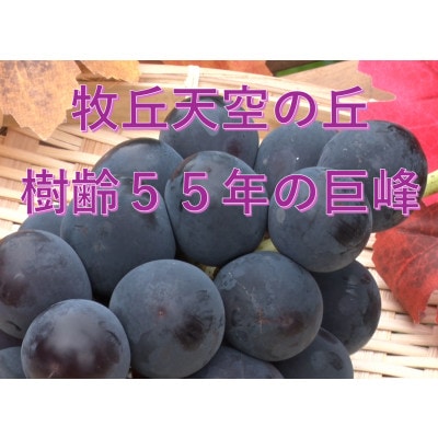 【2026年先行受付】「牧丘天空の丘ブランド　巨峰+クイーンニーナ」約1kg(2～3房)