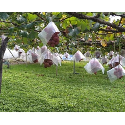 【2026年先行受付】「牧丘天空の丘ブランド　巨峰+クイーンニーナ」約1kg(2～3房)