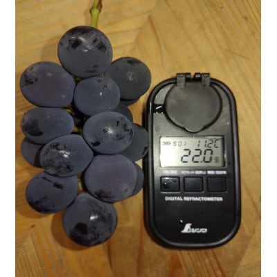 【2026年先行受付】「牧丘天空の丘ブランド　巨峰+クイーンニーナ」約1kg(2～3房)