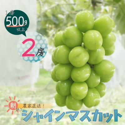 シャインマスカット 2房 入り 1kg 以上